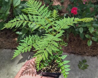 ブルージャカランダの木 - ジャカランダ・ミモシフォリア - 3インチ鉢植えの生きた植物 - 高さ6～8インチ
