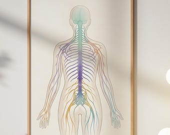 神経系のアート、解剖学ポスター、脊髄の水彩画、神経科クリニックの装飾、カイロプラクターへのギフト