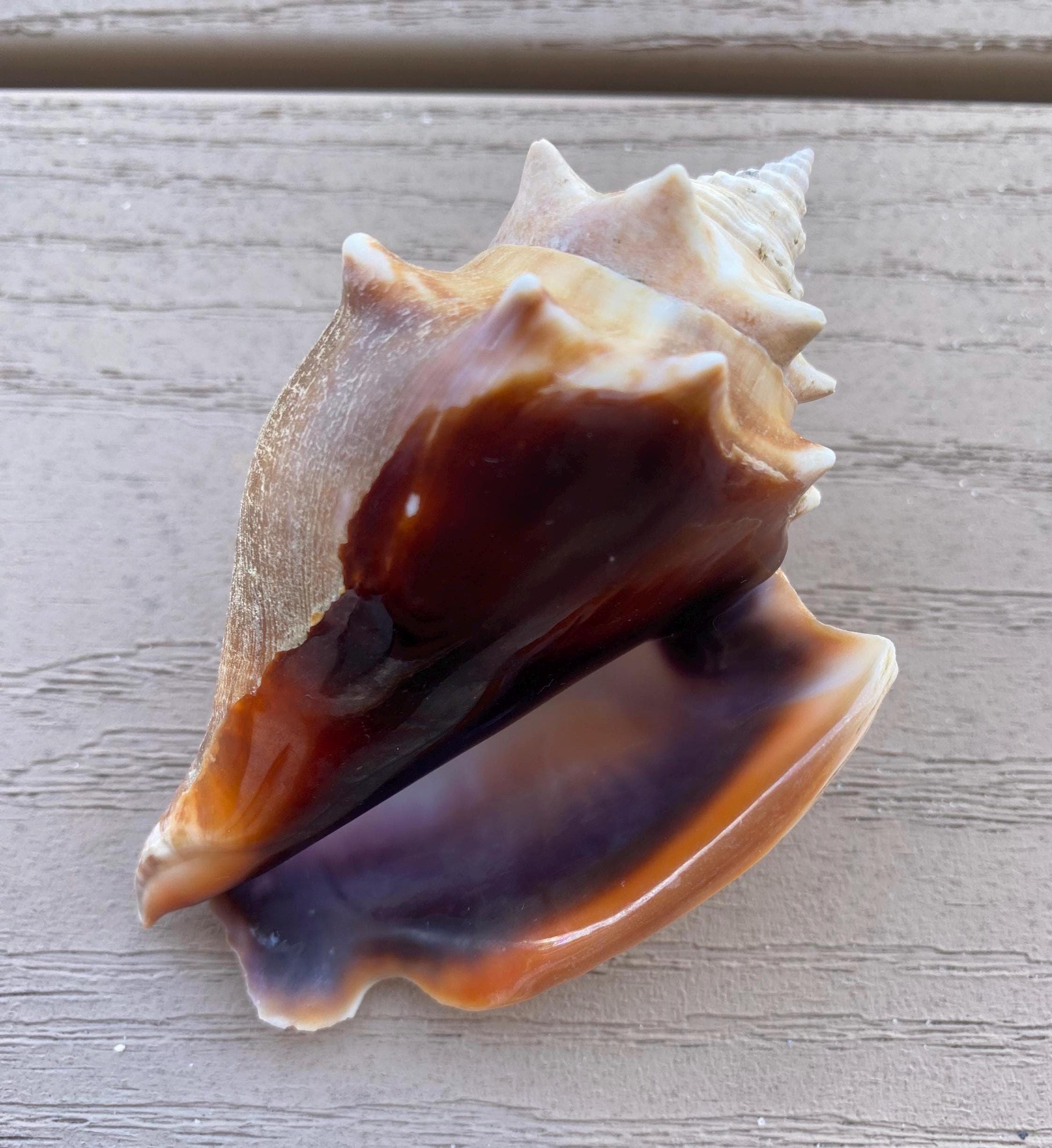 Purple Lip Florida Fighting Conch Shell (3.5in) - Etsy