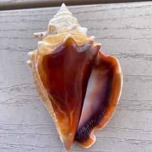 Purple Lip Florida Fighting Conch Shell (3.75in)