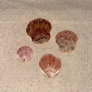 May include: Four scallop shells of varying sizes arranged in a group. Each shell features a fan-shaped design with radiating ridges and a colour palette of reddish-brown, tan, and cream tones. The shells have a smooth, semi-translucent appearance.
