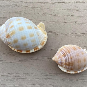 Pair of Scotch Bonnet Shells (2in, 2.5in)