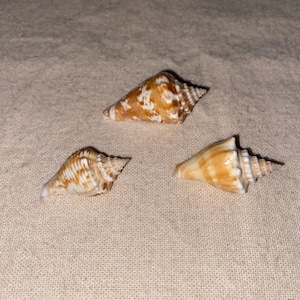 May include: Three cone-shaped seashells with a smooth, glossy texture. Each shell features a distinct pattern of mottled brown and white markings, with a pointed spire at one end and a wider, rounded base at the other, showcasing natural variations.
