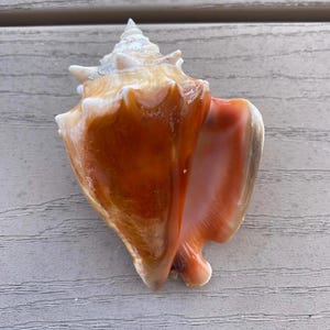 Light Orange Lip Florida Fighting Conch Shell (3.75in)