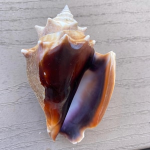 Purple Lip Florida Fighting Conch Shell (3.5in)