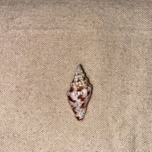 Brown/White Cone Shell
