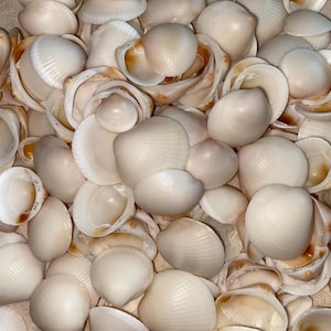 May include: A collection of numerous small, off-white bivalve seashells. Each shell features a rounded, fan-like shape with fine, radiating ridges on the exterior surface. The shells are clustered together, showing both their smooth interiors.