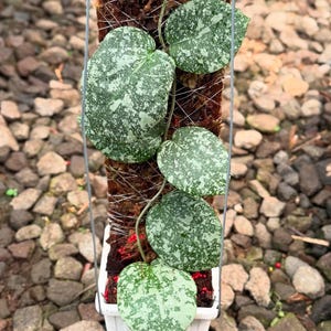 Hoya cinnamomifolia - Etsy 日本