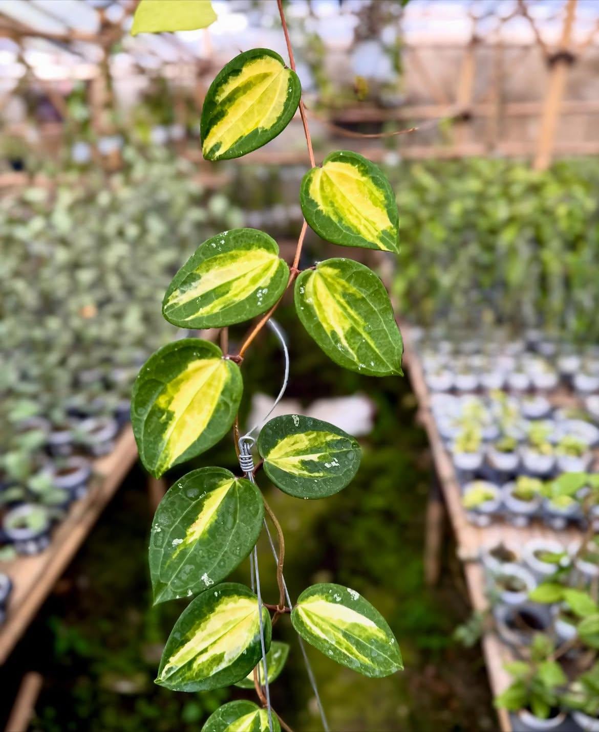 Hoya glabra - Etsy 日本