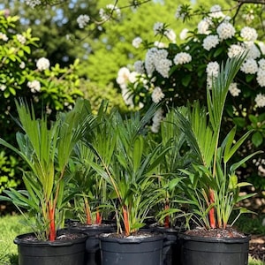 Red Palm Live Plant | Cyrtostachys Renda | Rare Sealing Wax Palm | Exotic Tropical Palm Tree | Indoor & Outdoor Ornamental Collector Plant