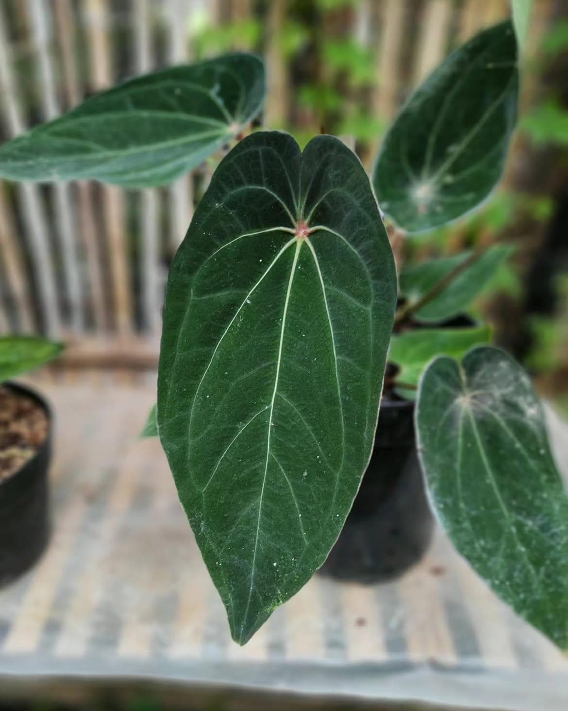 Anthurium red spider - Etsy 日本