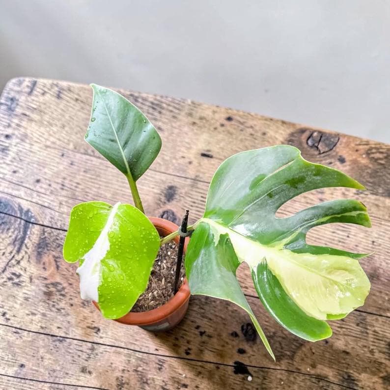 Monstera white lava - Etsy 日本
