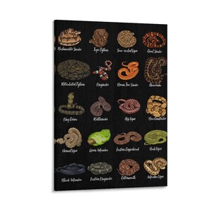 May include: A black canvas print displaying illustrations of different snake species, each identified by its common name. The snakes are shown in diverse colours and patterns, such as brown, green, and red. This print is a decorative item suitable for a home or office setting.