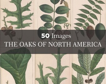 50 - Oaks of North America: The North American sylva, Vintage Images,  Floral Illustrations