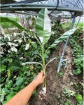 Variegated Musa Aeae Hawaii Banana Live Plant Potted 5-7 Leaves Phytosanitary Certificate Free product logo