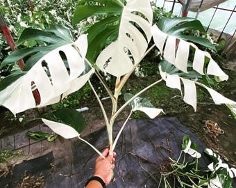 Halfmoon Variegated Monstera Albo Borsigiana Potted Live Plant 4-5 Leaves Free Phytosanitary Certificate