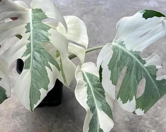 Monstera White Ghost Lava, rara, planta viva abigarrada en maceta, de 5-6 hojas, con certificado fitosanitario gratuito.