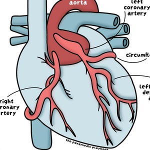 Peut inclure: Illustration anatomique d'un cœur humain, avec des artères rouges et l'aorte sur un cœur bleu clair. Légendes : 'aorte', 'artère coronaire gauche', et 'artère coronaire droite'. L'image est sur fond noir.
