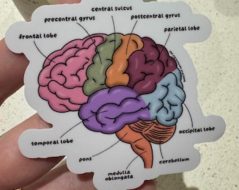 Anatomy Brain Sticker: Medical, Paramedic, Nursing Student Gift