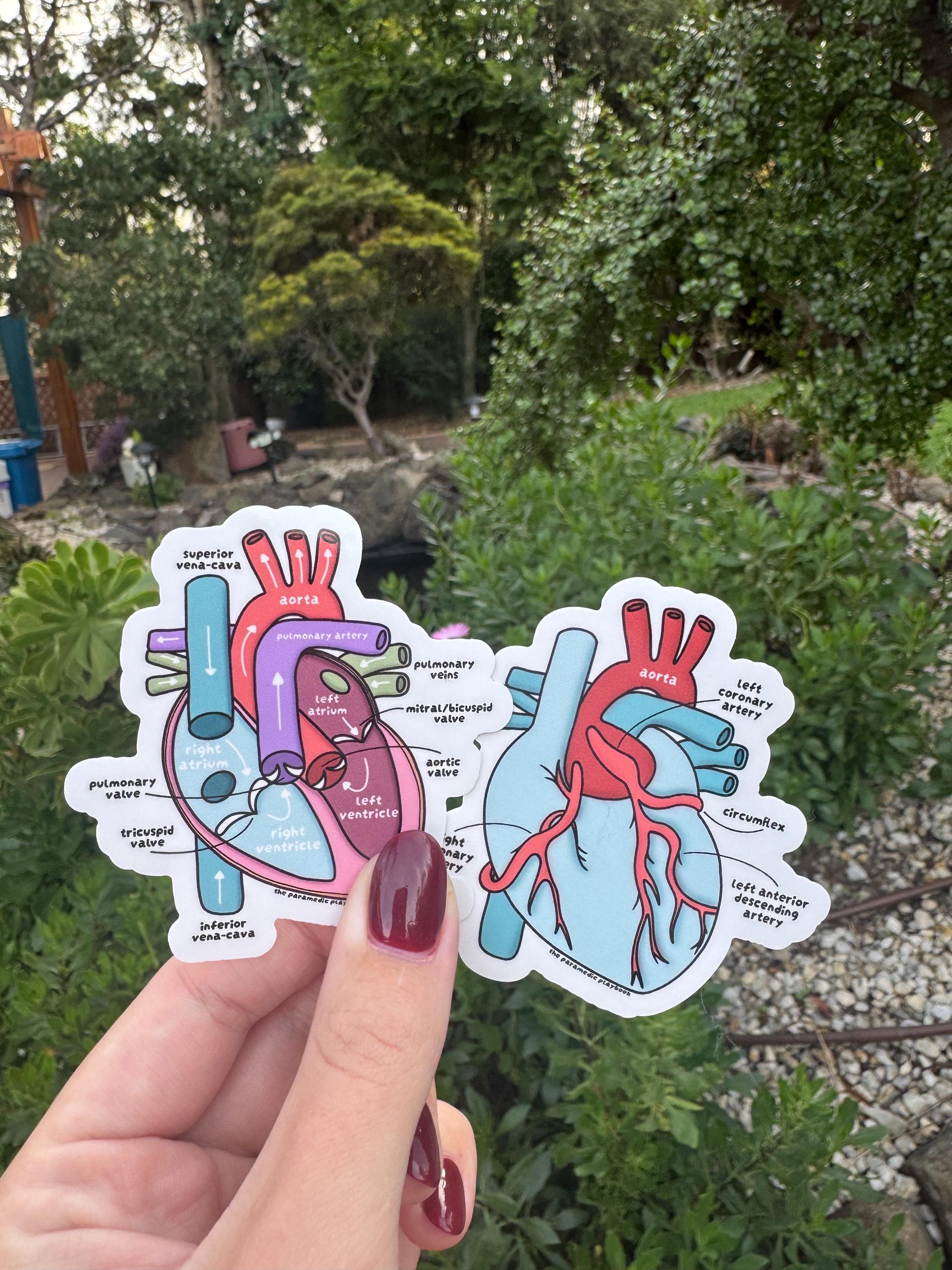 CARDIAC STICKER - Anatomy - Etsy