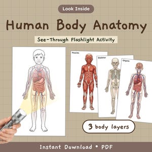 以下が含まれることがあります： Human Body Anatomy See-Through Flashlight アクティビティの印刷用PDFセット。筋肉、骨格、臓器を示す3つの身体レイヤーが含まれています。銀色の懐中電灯が子供の図の輪郭を照らし、重ねられたイラストを通して内部システムを明らかにします。