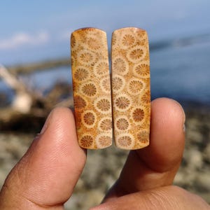 Puede incluir: Dos cabujones rectangulares de coral fosilizado con una paleta de colores beige y marrón claro. La superficie de cada pieza muestra un patrón natural e intrincado de estructuras circulares en forma de flor con líneas radiantes.