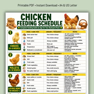 Chicken Feeding Schedule Printable PDF | Backyard Chicken Feed Guide | Chicken Owner Gift | Chick Feeding Chart Digital Download