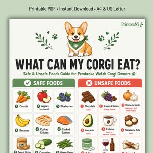 Puede incluir: Una guía imprimible titulada "¿QUÉ PUEDE COMER MI CORGI?" enumera los alimentos seguros y peligrosos para los Pembroke Welsh Corgis. La guía presenta ilustraciones de alimentos como zanahorias, manzanas y arándanos, y también enumera alimentos peligrosos como el chocolate y las uvas.