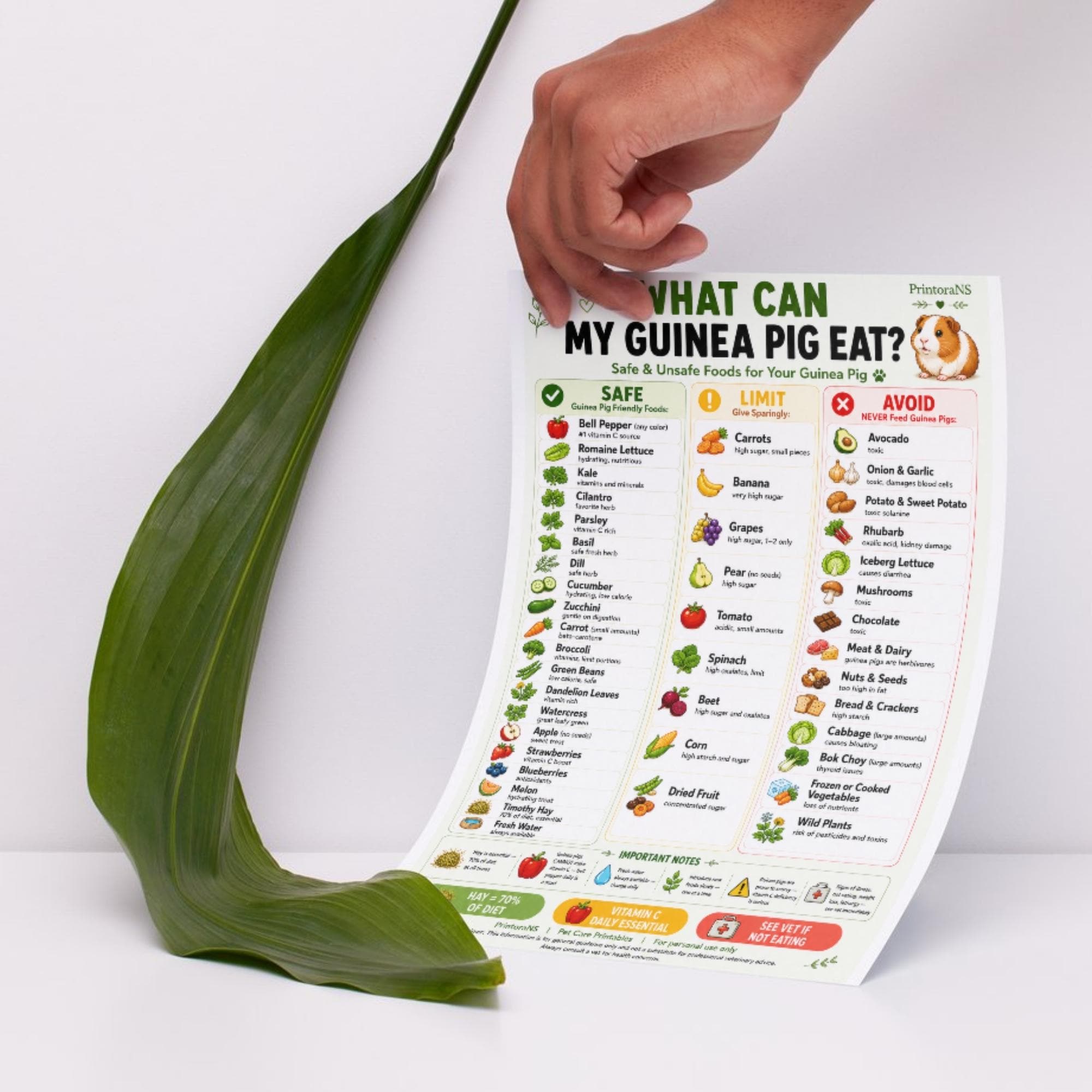 What Can My Guinea Pig Eat Printable, Safe Unsafe Guinea Pig Food Chart ...