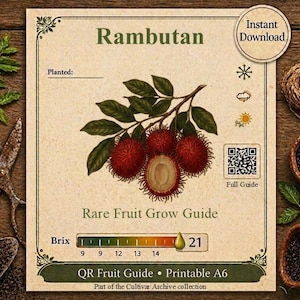 May include: A vintage-style Rambutan Rare Fruit Grow Guide with a detailed illustration of the fruit, a cut-open section, and leaves. The guide includes a Brix scale, a QR code, and the text "Instant Download."