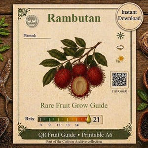 Pode incluir: Uma impressão botânica intitulada Rambutan Rare Fruit Grow Guide com uma ilustração central de frutos de rambutão vermelhos num ramo com folhas. O documento inclui uma escala Brix, um código QR, ícones meteorológicos e o texto Instant Download.
