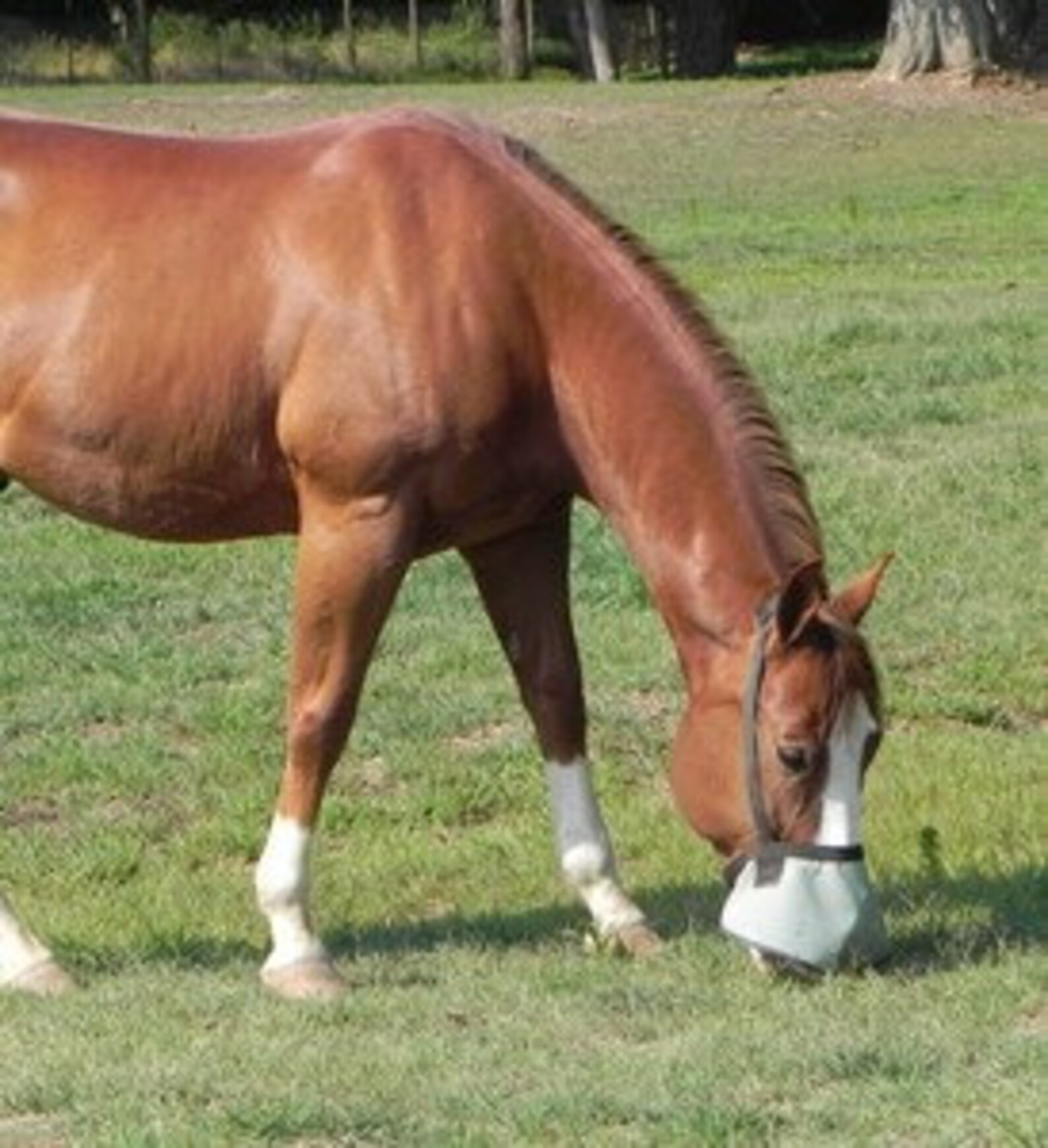 Halter Free Nose Shade, for Horses With White Muzzles 90 UV Protection