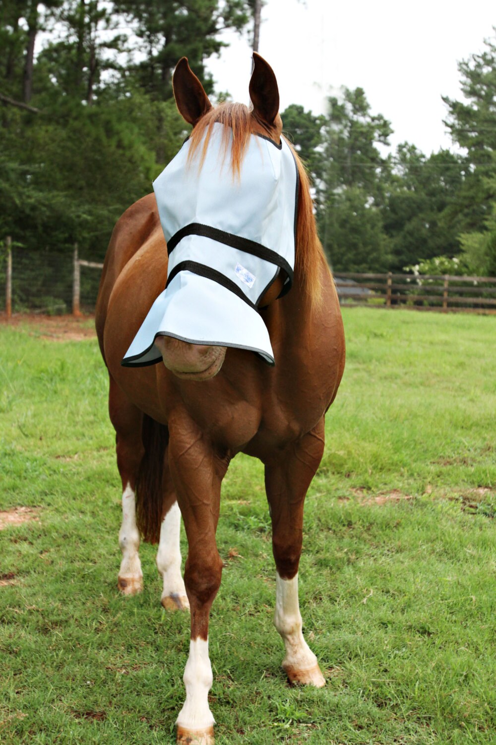 90 UV proof full face shade for horses' with white Etsy