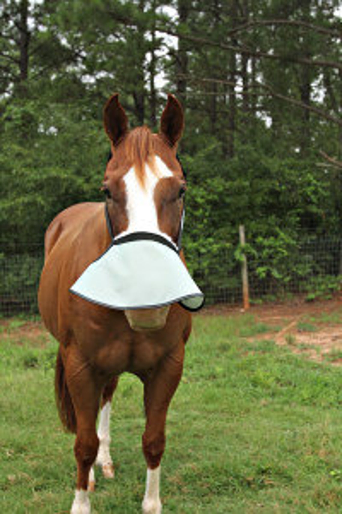Halter Free Nose Shade for Horses With White Muzzles 90 UV Etsy