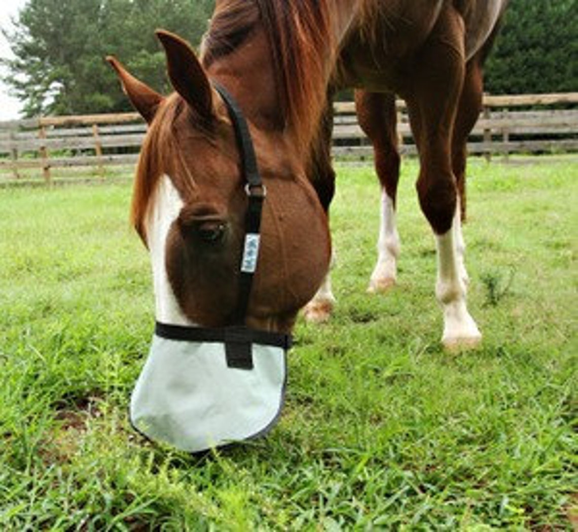 Halter Free Nose Shade for Horses With White Muzzles 90 UV Etsy