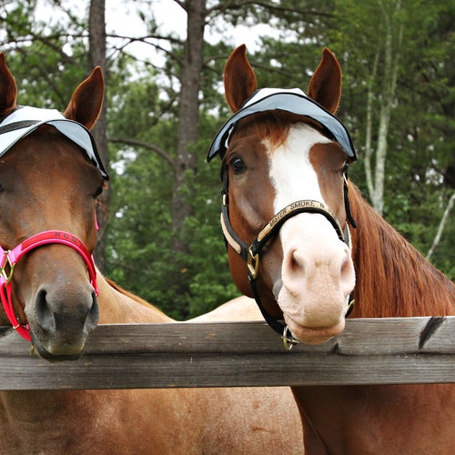 trail riding supplies