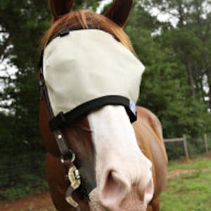 May include: A brown and white horse wearing a white fly mask with black elastic straps. The horse is standing in a grassy field with trees in the background.