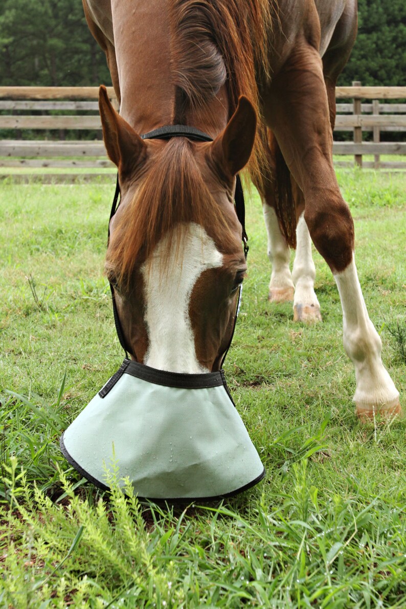 Halter Free nose shade for horses with white muzzles 90 UV Etsy