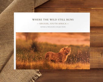 African Lion Wildlife Photo Hardcover Book | Safari Photography, Kruger National Park