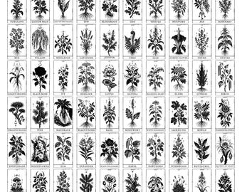 60 Dark Botanical Oracle Witchcraft Plants Poison Herbs Occult Divination Card Collection SVG PNG