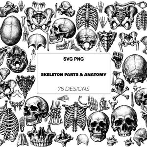 May include: A collection of black and white anatomical illustrations featuring various human skeleton parts including skulls, rib cages, and pelvic bones. The central text reads SVG PNG SKELETON PARTS & ANATOMY 76 DESIGNS.