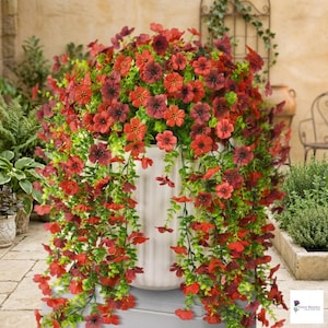 Könnte beinhalten: Ein weißer, geriffelter Pflanztopf, der mit leuchtend roten und burgunderfarbenen Blumen und herabhängenden grünen Ranken überquillt. Die Anordnung ist üppig und voll und erzeugt eine auffällige visuelle Darstellung. Die Blumen haben ein zartes, geschichtetes Blütenblattdesign.