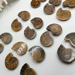 May include: A collection of small, polished ammonite fossils arranged on a white surface. Each fossil displays a distinct spiral shell pattern in shades of brown, tan, and grey, with smooth, reflective surfaces showing intricate chambered details.