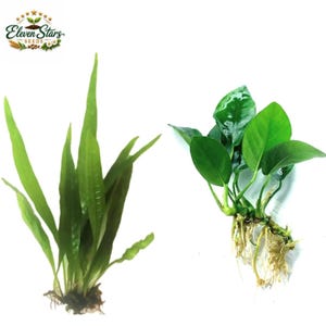 Live Java Fern Anubias Aquarium Plant Bundle, Easy Care Freshwater Beginner Aquascape