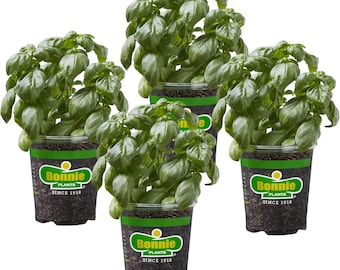 Bonnie Plants Sweet Basil Live Herb Plants - 4er Pack, Warme Jahreszeit Jährlich, italienische und asiatische Gerichte