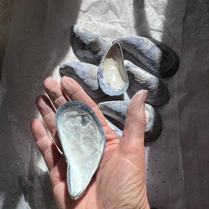 Hand-Collect New England Blue Mussel Shells (3.5-4.5 Inch) – Coastal Craft Supplies. Great for DIY  Christmas ornaments for gifts.