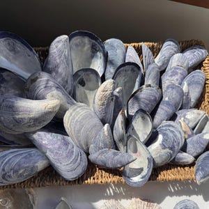 Peut inclure: Un panier rempli de coquilles de moules bleu-gris. Les coquilles présentent des surfaces texturées et des intérieurs irisés. Les coquilles sont de tailles et de formes variées, créant une esthétique côtière naturelle. Le panier est en matériau tissé brun clair.