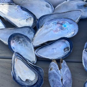 May include: A collection of open mussel shells featuring smooth, iridescent interiors with pearlescent blue, silver, and white tones. The outer surfaces of the shells are dark blue and textured, showing natural variations in shape and size.