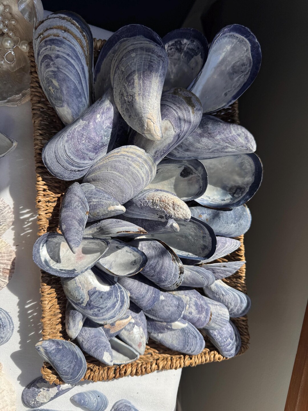 Shells From Misool Mussel Shells in Bulk (set of 25) - Etsy