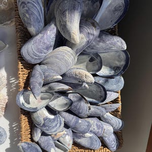May include: A collection of blue and white mussel shells, with a textured surface, are arranged in a woven basket. The shells vary in size and shape, creating a natural, coastal aesthetic. The shells are a mix of light and dark blue.
